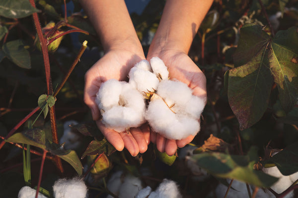 person holding organic cotton